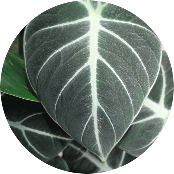 Alocasia Black Velvet